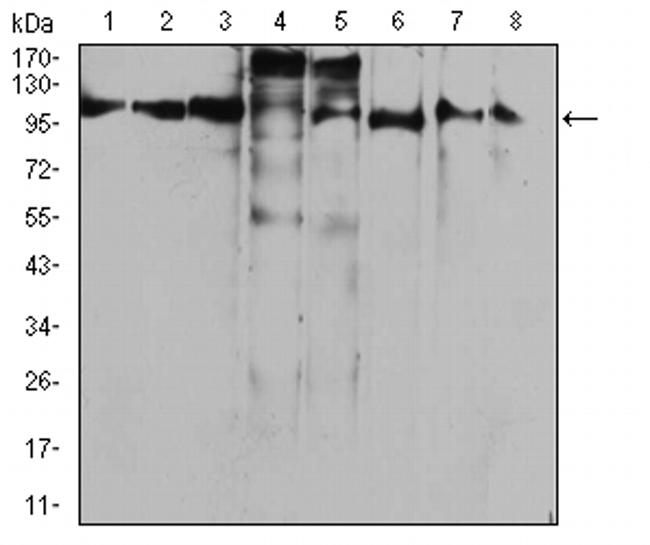 RAB11FIP1 Antibody in Western Blot (WB)