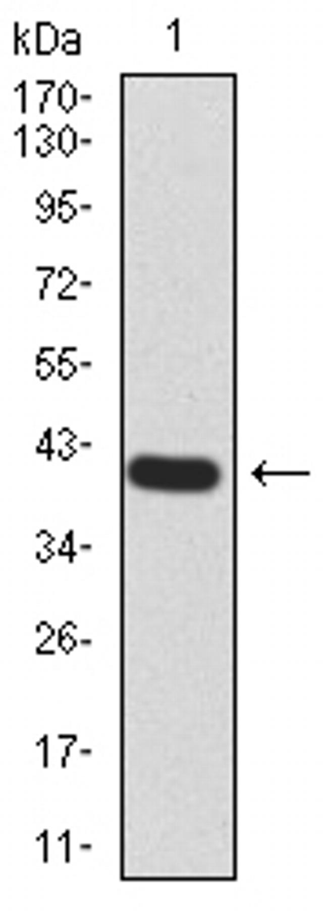 RAB13 Antibody in Western Blot (WB)