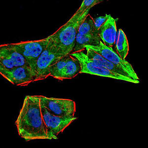 RAB13 Antibody in Immunocytochemistry (ICC/IF)