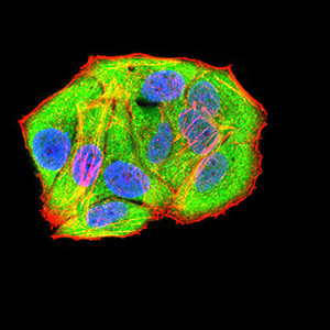 RAD21 Antibody in Immunocytochemistry (ICC/IF)