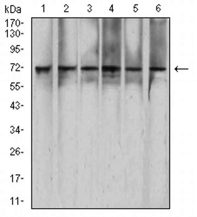 RAD21 Antibody in Western Blot (WB)