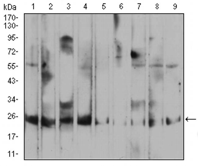 RALA Antibody in Western Blot (WB)