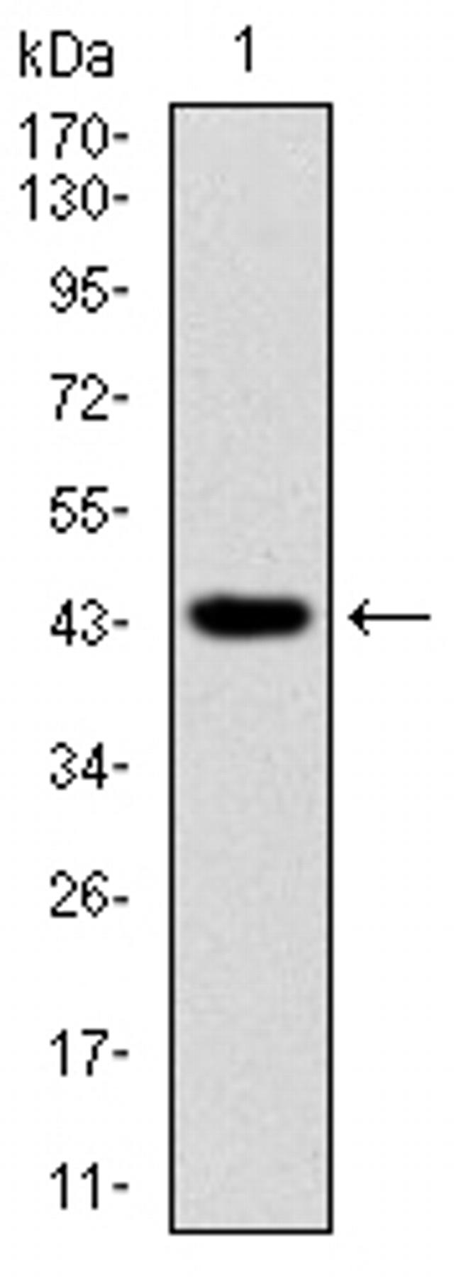 RING1 Antibody in Western Blot (WB)