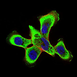 RING1 Antibody in Immunocytochemistry (ICC/IF)