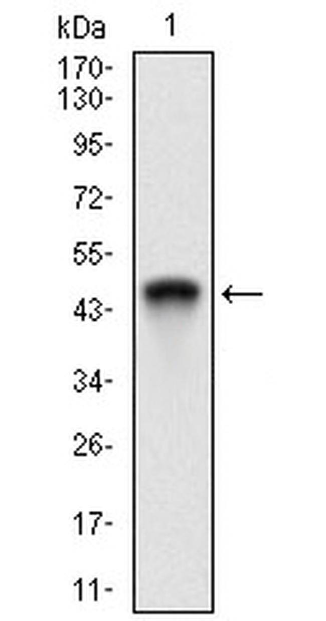 RING1 Antibody in Western Blot (WB)