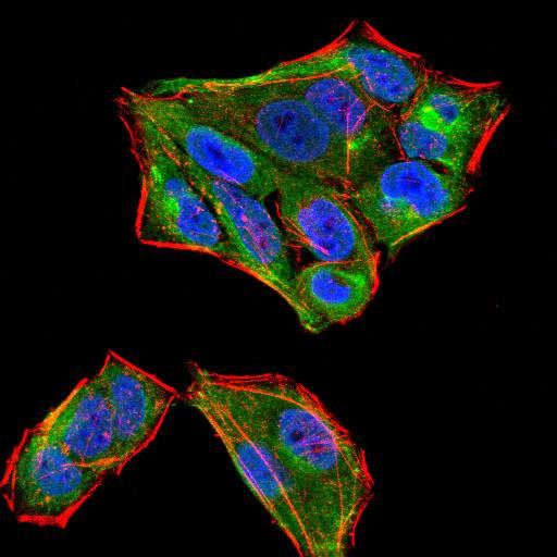 SIRT4 Antibody in Immunocytochemistry (ICC/IF)