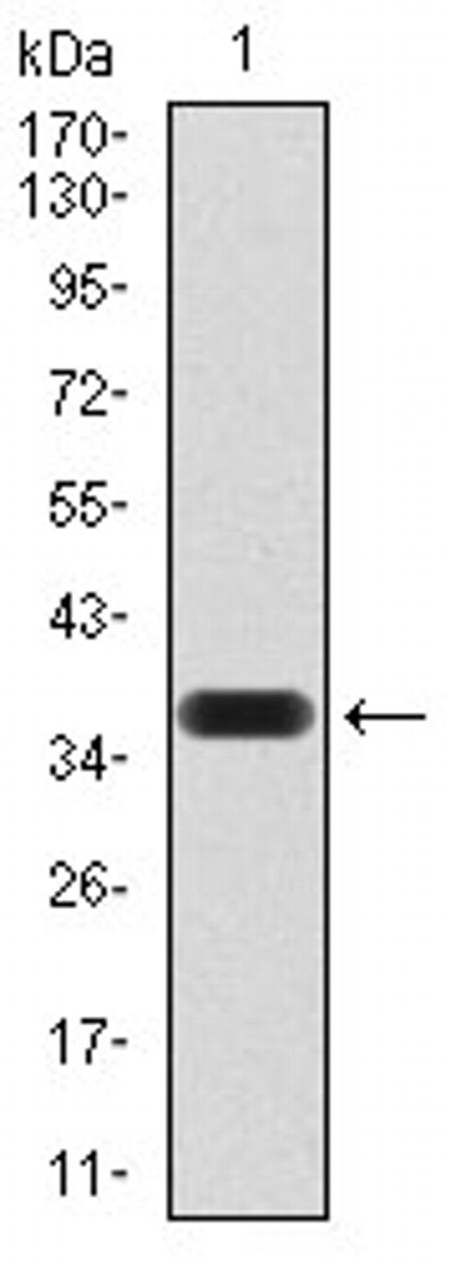 SIRT4 Antibody in Western Blot (WB)