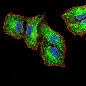 SIRT4 Antibody in Immunocytochemistry (ICC/IF)