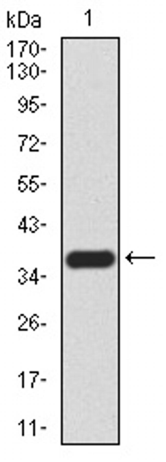 SIRT4 Antibody in Western Blot (WB)