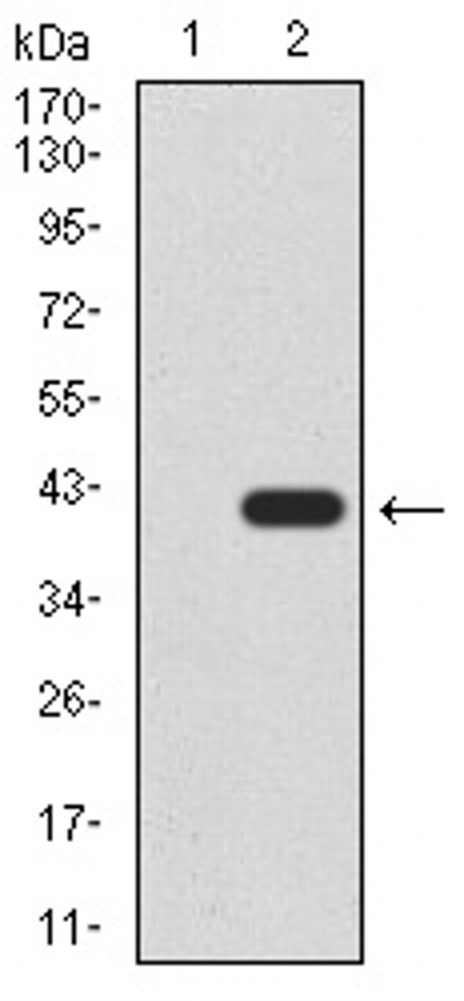 SIRT4 Antibody in Western Blot (WB)