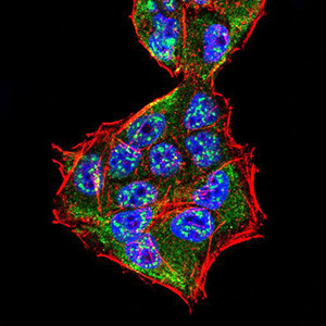 SPHK2 Antibody in Immunocytochemistry (ICC/IF)