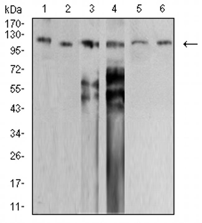 SMARCA1 Antibody in Western Blot (WB)