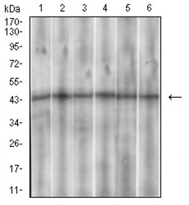 SSTR3 Antibody in Western Blot (WB)