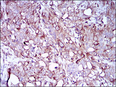 SCP3 Antibody in Immunohistochemistry (Paraffin) (IHC (P))