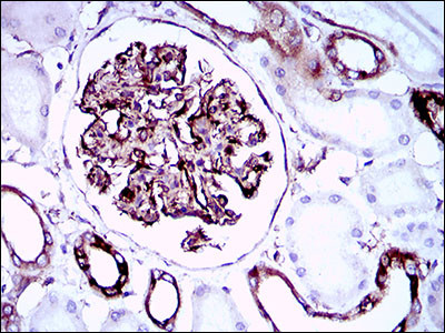 SCP3 Antibody in Immunohistochemistry (Paraffin) (IHC (P))