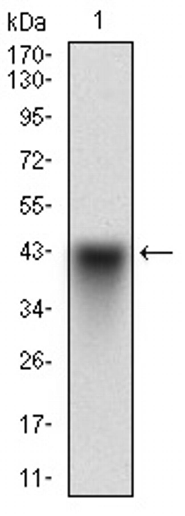 SCP3 Antibody in Western Blot (WB)