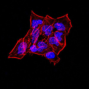 Synapsin 1 Antibody in Immunocytochemistry (ICC/IF)