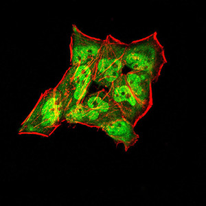 Synapsin 1 Antibody in Immunocytochemistry (ICC/IF)