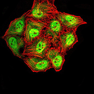 Synapsin 1 Antibody in Immunocytochemistry (ICC/IF)