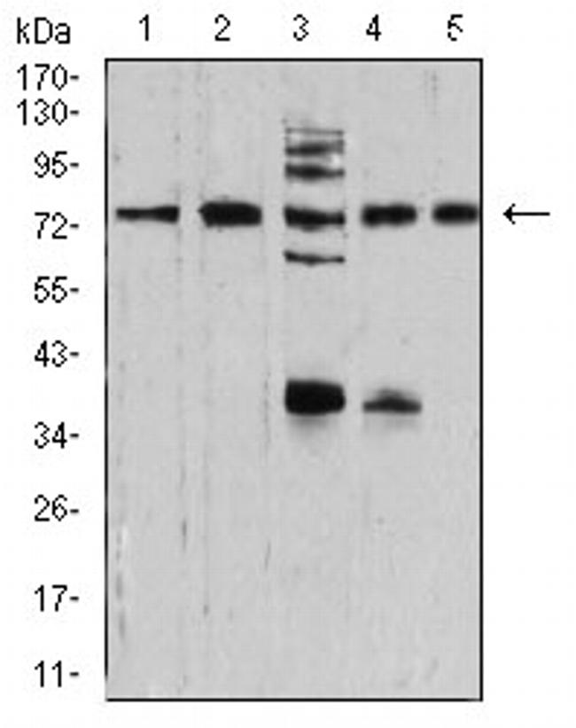 Synapsin 1 Antibody in Western Blot (WB)