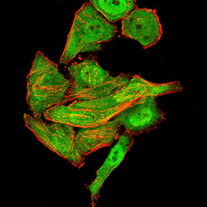 Synapsin 1 Antibody in Immunocytochemistry (ICC/IF)