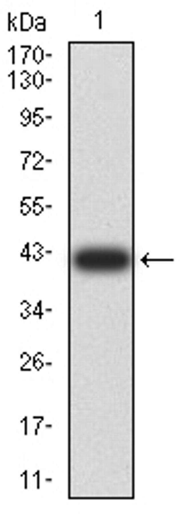 Synapsin 1 Antibody in Western Blot (WB)