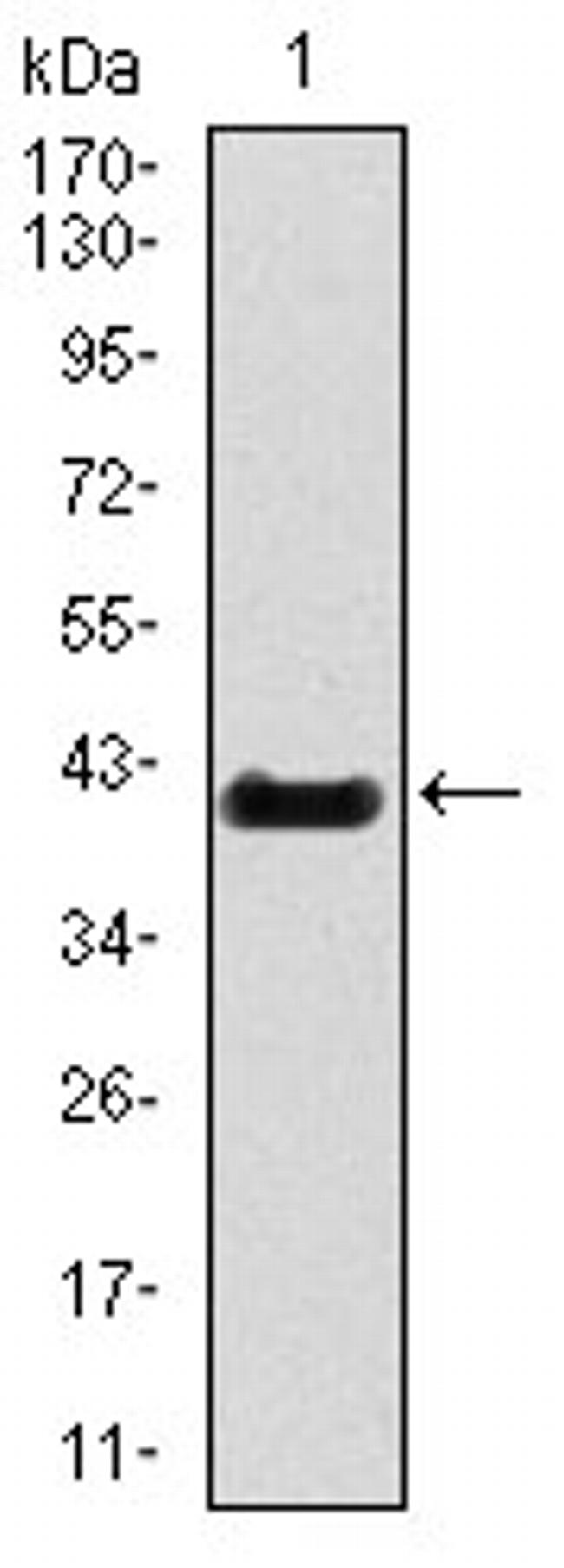 Brachyury Antibody in Western Blot (WB)