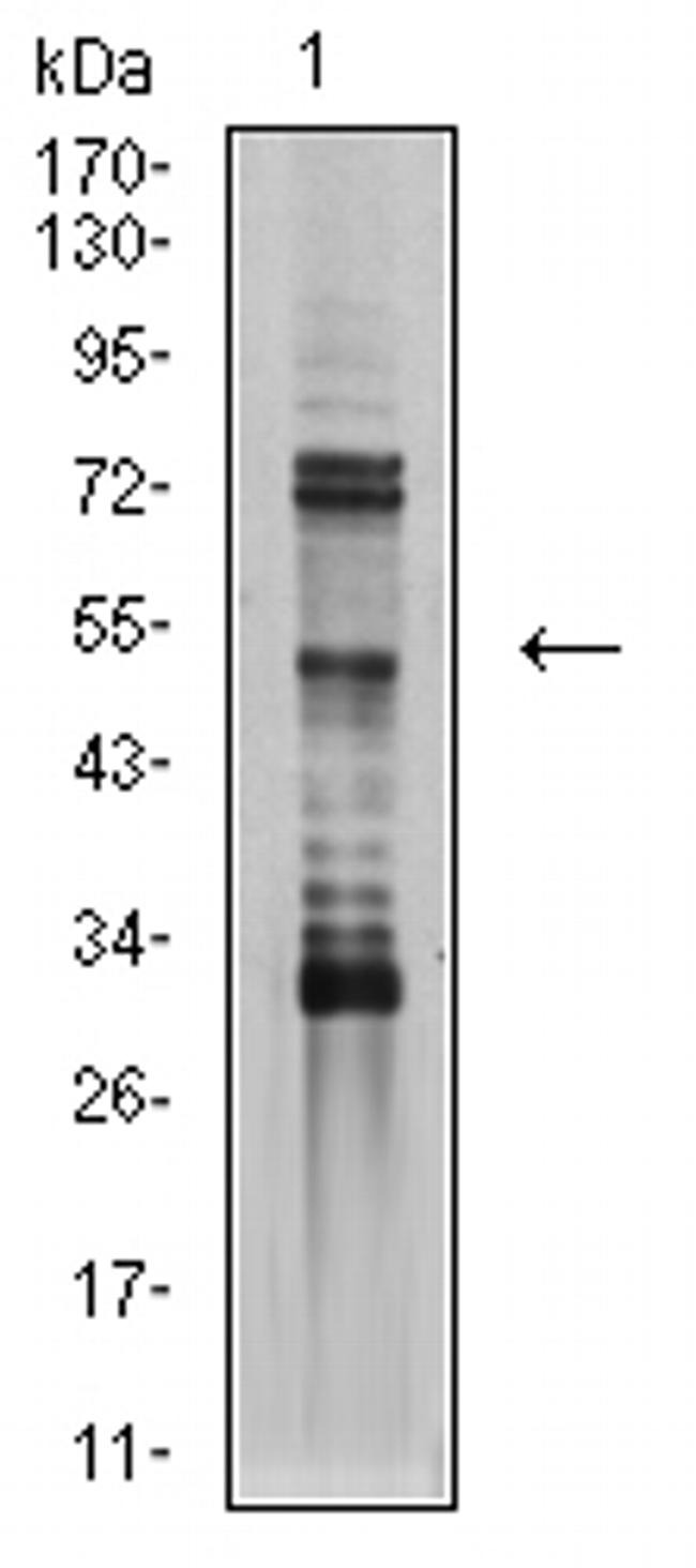 AP2 beta Antibody in Western Blot (WB)