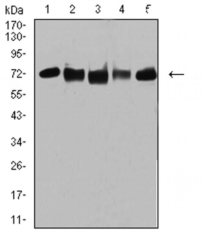 TRIM25 Antibody in Western Blot (WB)