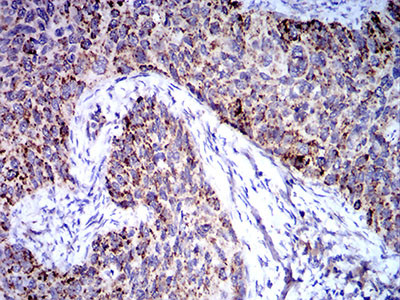 TRIM25 Antibody in Immunohistochemistry (Paraffin) (IHC (P))