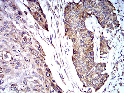 TRIM25 Antibody in Immunohistochemistry (Paraffin) (IHC (P))