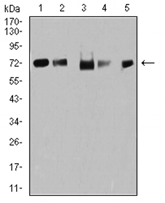 TRIM25 Antibody in Western Blot (WB)