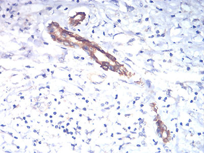 TSH beta Antibody in Immunohistochemistry (Paraffin) (IHC (P))