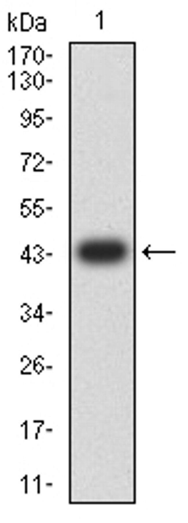 TTF1 Antibody in Western Blot (WB)
