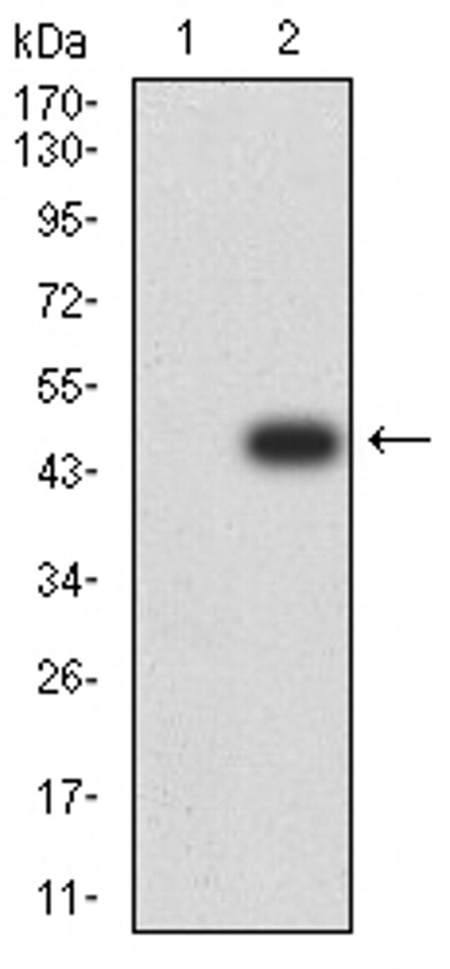 TTF1 Antibody in Western Blot (WB)