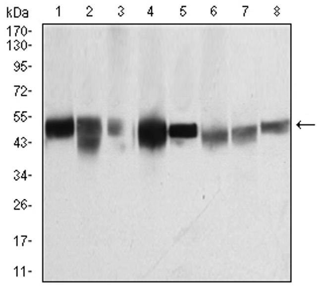 TUBB1 Antibody in Western Blot (WB)