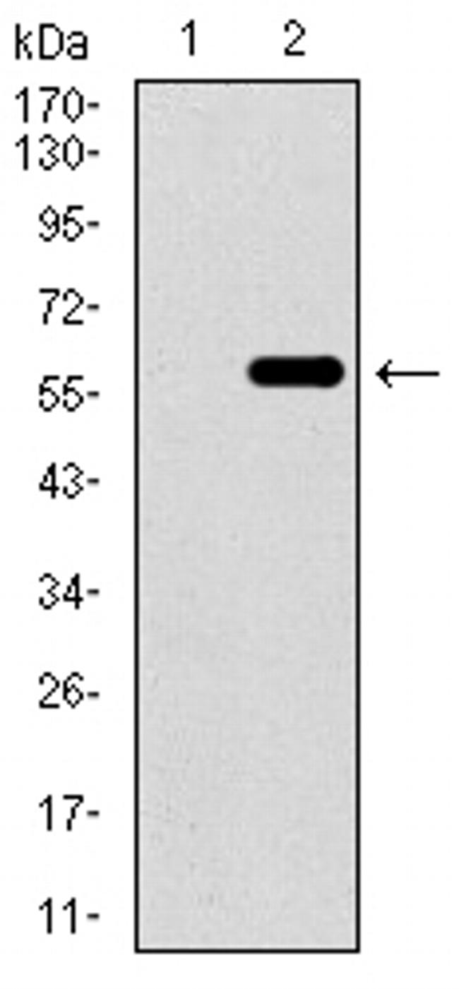 WDR66 Antibody in Western Blot (WB)