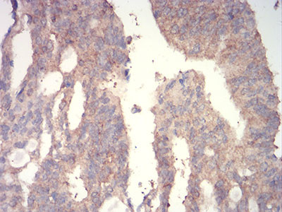 WNT3A Antibody in Immunohistochemistry (Paraffin) (IHC (P))