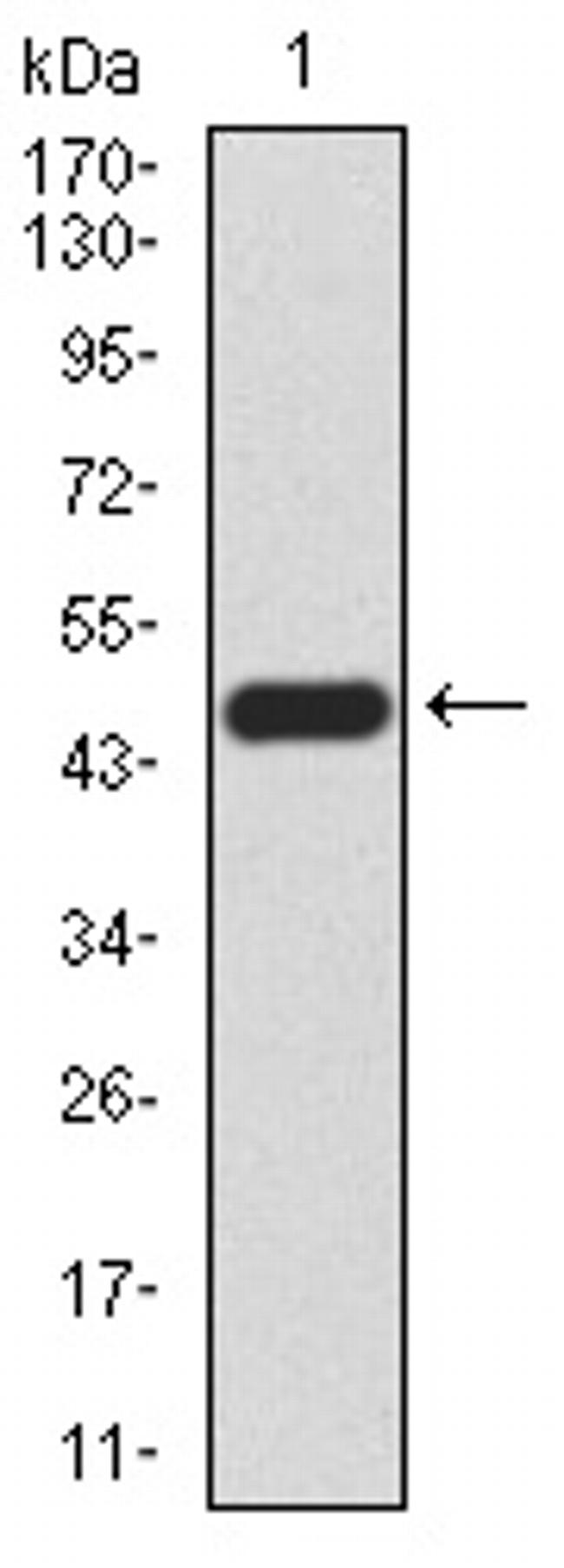 WNT3A Antibody in Western Blot (WB)