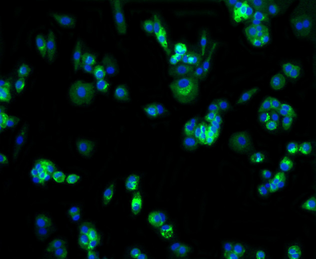 GLUT1 Antibody in Immunocytochemistry (ICC/IF)