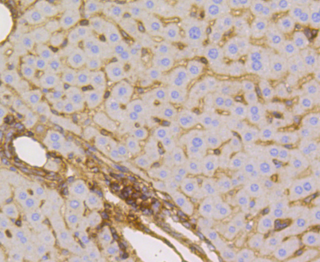 GLUT1 Antibody in Immunohistochemistry (Paraffin) (IHC (P))