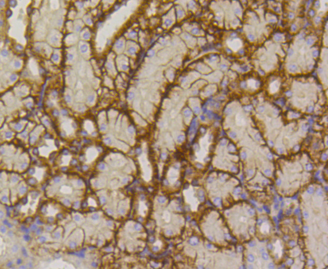 GLUT1 Antibody in Immunohistochemistry (Paraffin) (IHC (P))