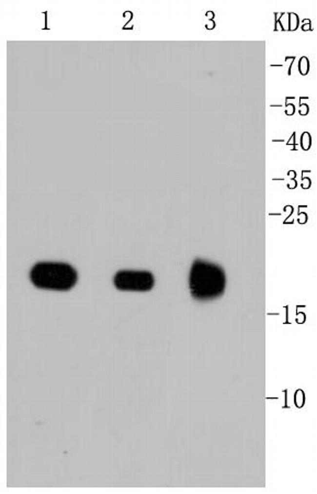 Pan Ras Antibody in Western Blot (WB)