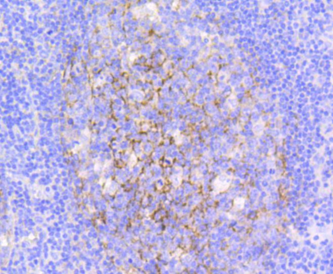 VCAM-1 (CD106) Antibody in Immunohistochemistry (Paraffin) (IHC (P))