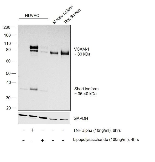 VCAM-1 (CD106) Antibody in Western Blot (WB)