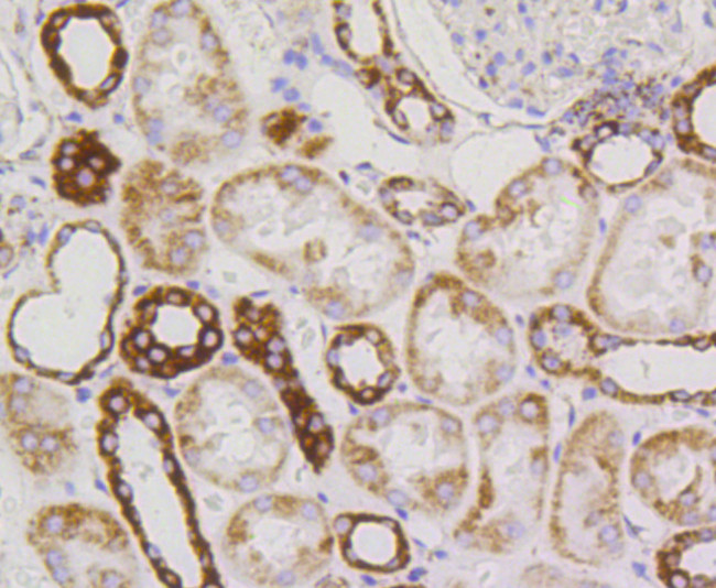 TSPO Antibody in Immunohistochemistry (Paraffin) (IHC (P))