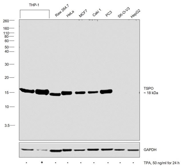 TSPO Antibody in Western Blot (WB)