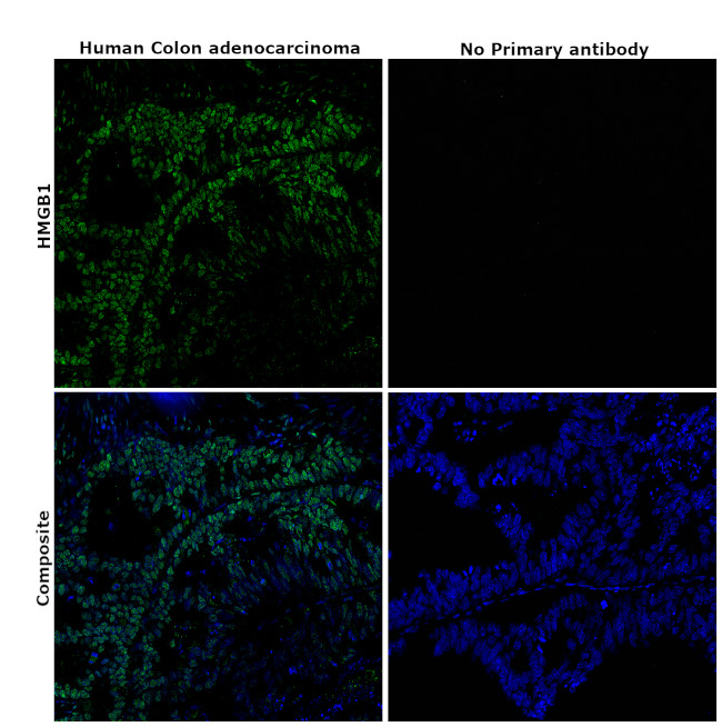 HMGB1 Antibody in Immunohistochemistry (Paraffin) (IHC (P))