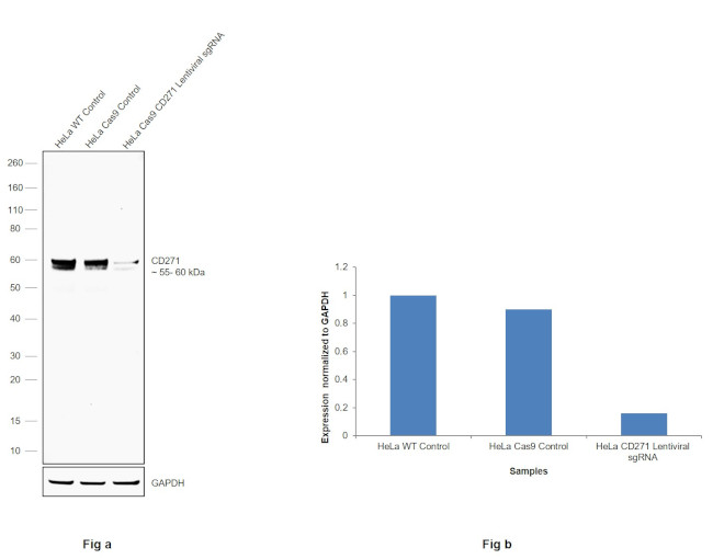 CD271 (NGF Receptor) Antibody