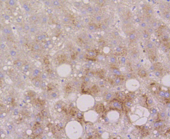 CD107b (LAMP-2) Antibody in Immunohistochemistry (Paraffin) (IHC (P))